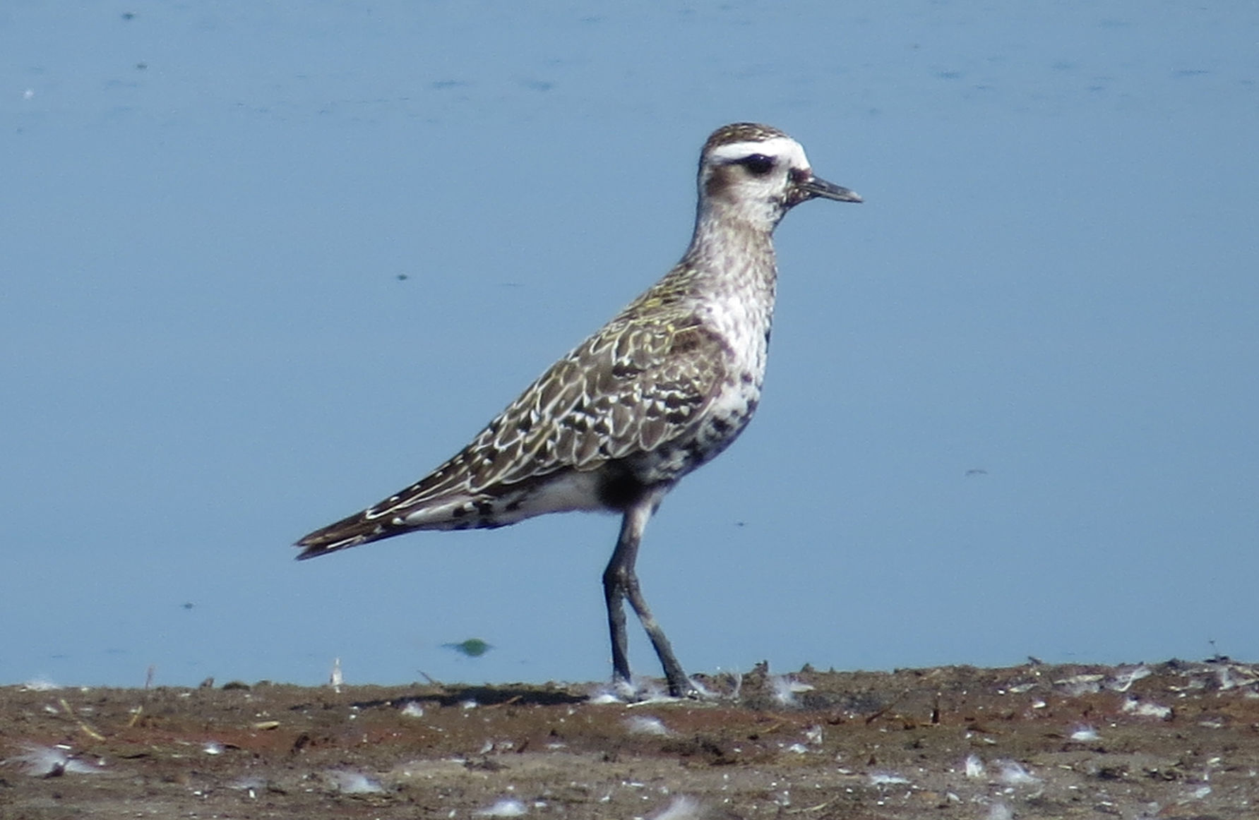 American golden plover